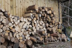 Lots of logs for burning