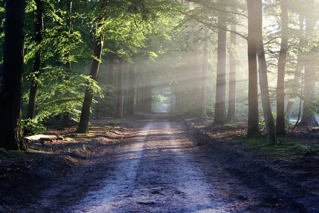Sunlit forest trail in North Yorkshire